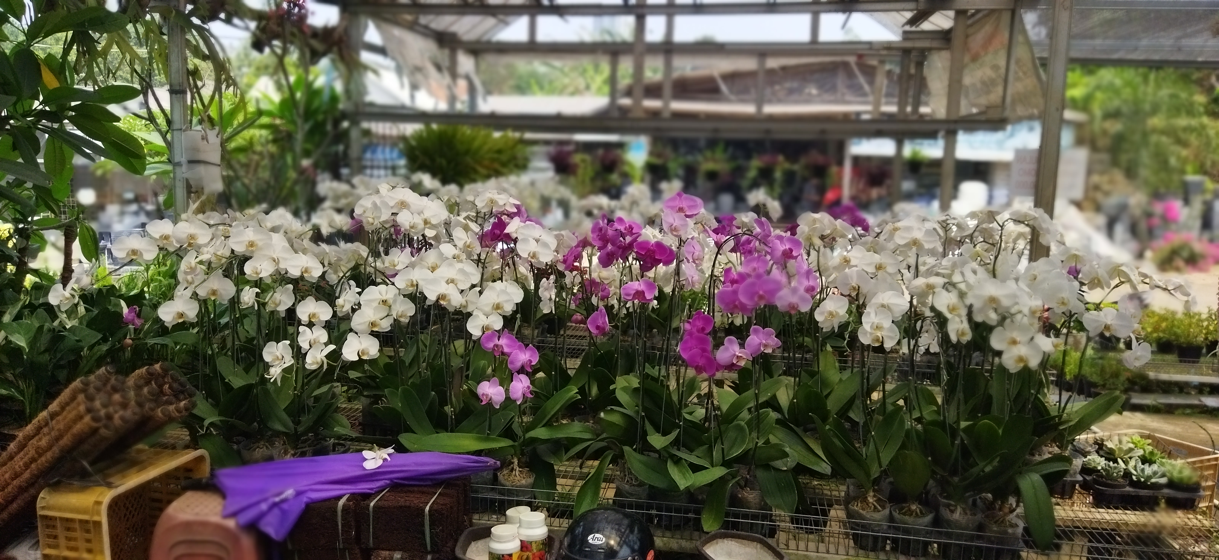 Taman Bunga